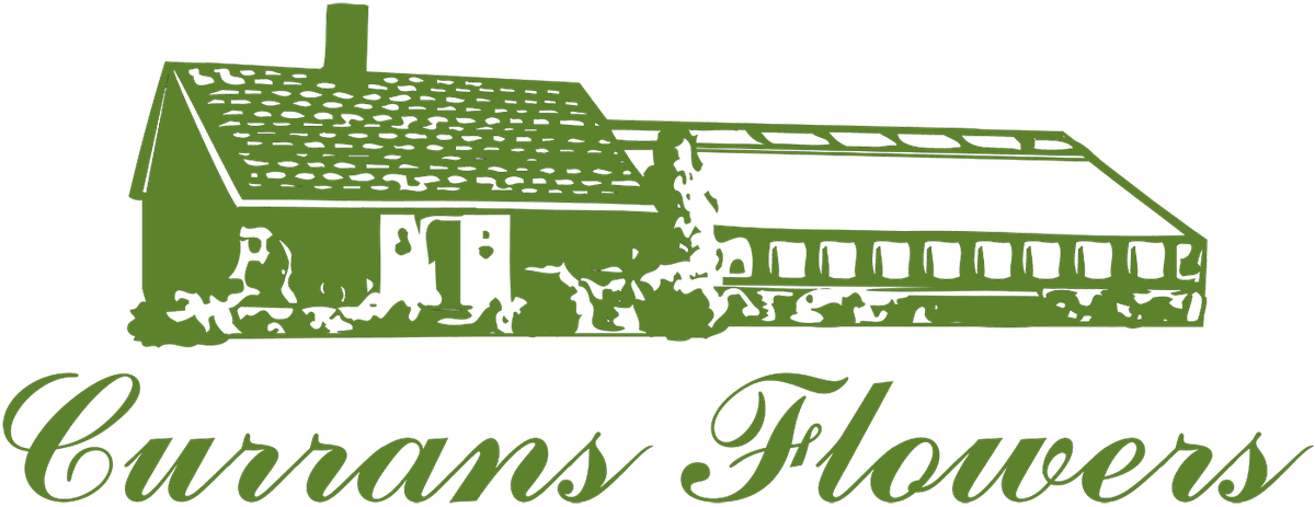 Kane's Flower World | Plant Nursery in Danvers | Better Indoor Houseplants